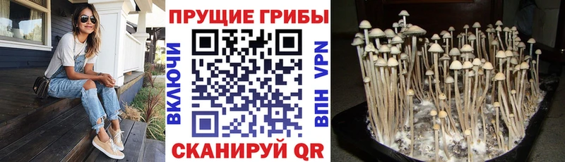 где можно купить наркотик  mega ССЫЛКА  Галлюциногенные грибы Magic Shrooms  Кизляр 